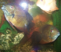 cihlazoma6