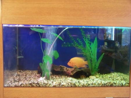 akvarium_prymougolnii10