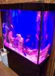 akvarium_s_plastika11
