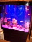 akvarium_s_plastika12