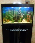 aquarium-uglovoi10