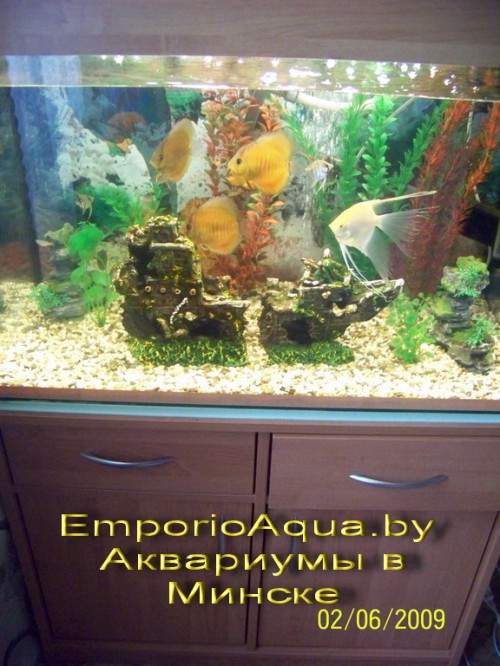 dizainaquarium2 dizainaquarium2