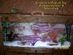 eliteaquarium310
