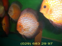 fish-discus13