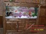 photoexclusiveaquarium11