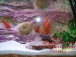 photoexclusiveaquarium14