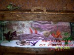 photoexclusiveaquarium18