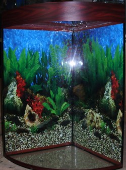 uglovoi_aquarium1031 uglovoi_aquarium1031